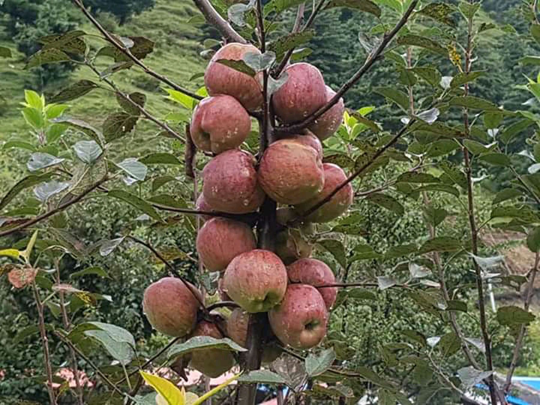 जुम्लाको स्याउको माग बढ्यो