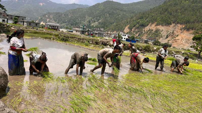 कर्णाली भरि मनाईयो धान दिवस, आठबीसमा पनि गरियो रोपाई